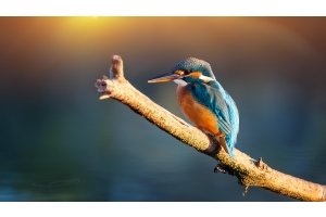 Eowyn de ijsvogel zit op een tak boven een kabbelend beekje, gefocust op de frequenties van het water.