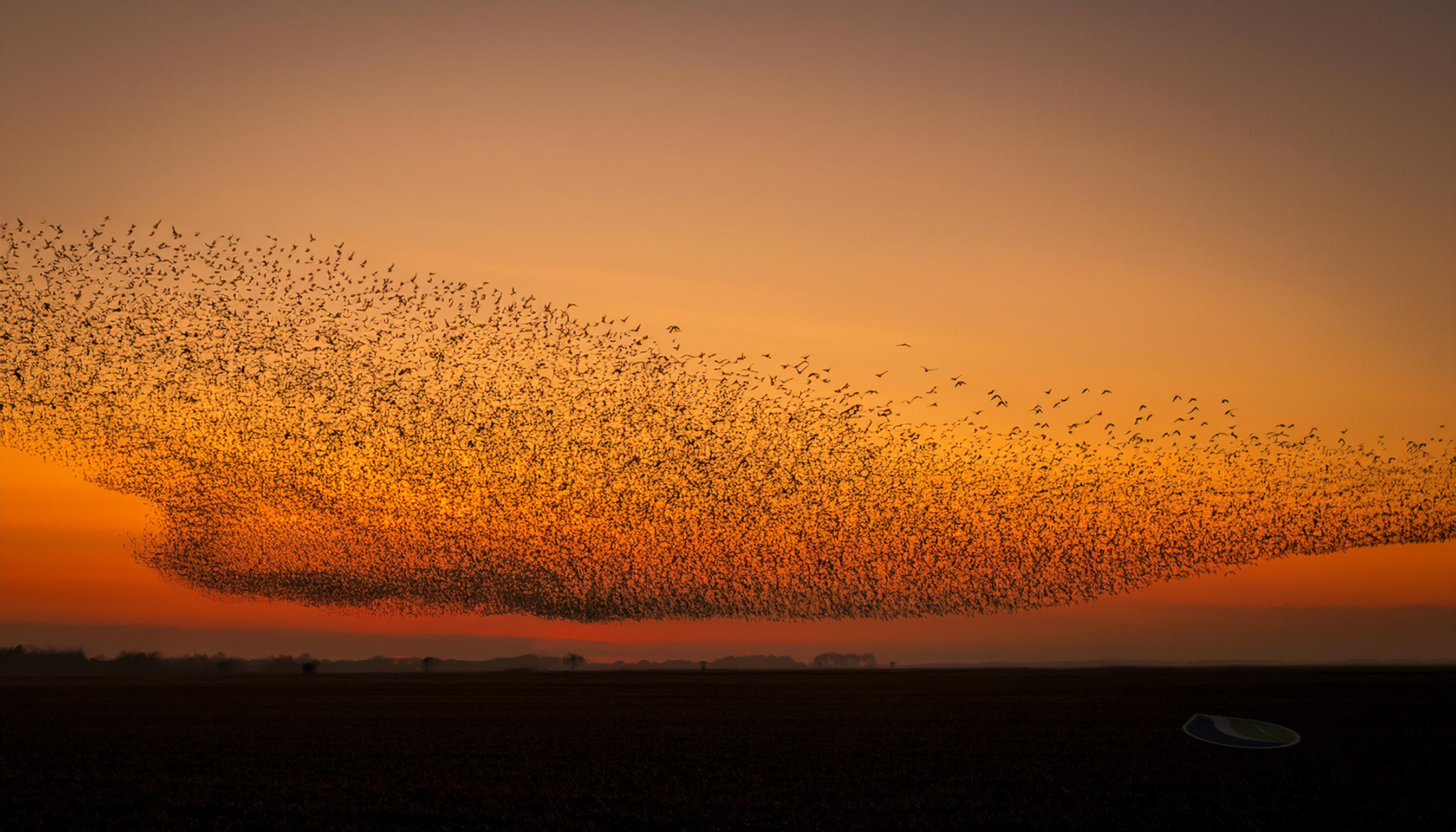 Spreeuwen in perfecte harmonie tijdens vlucht