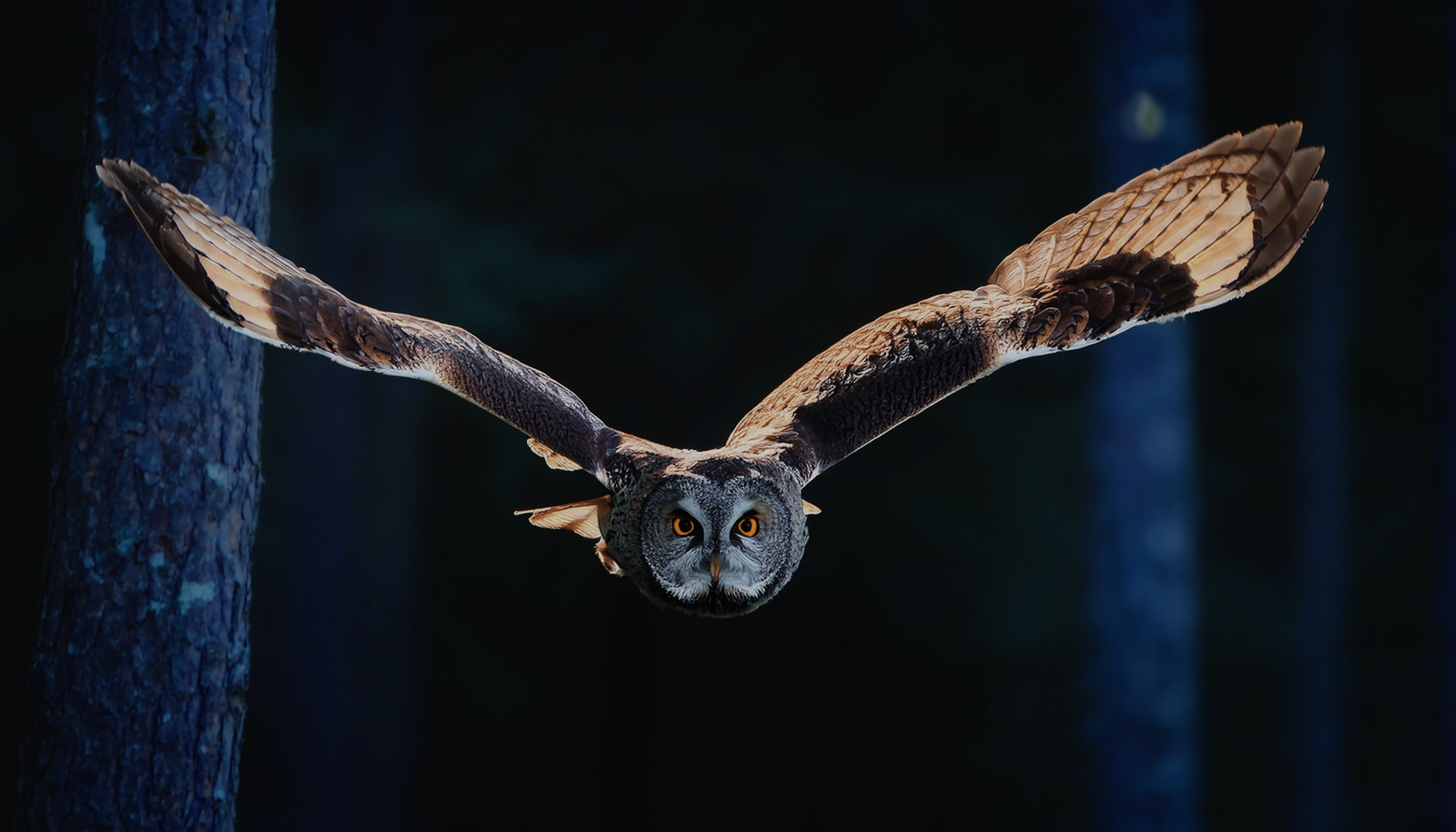 Uil luistert naar frequenties in het bos