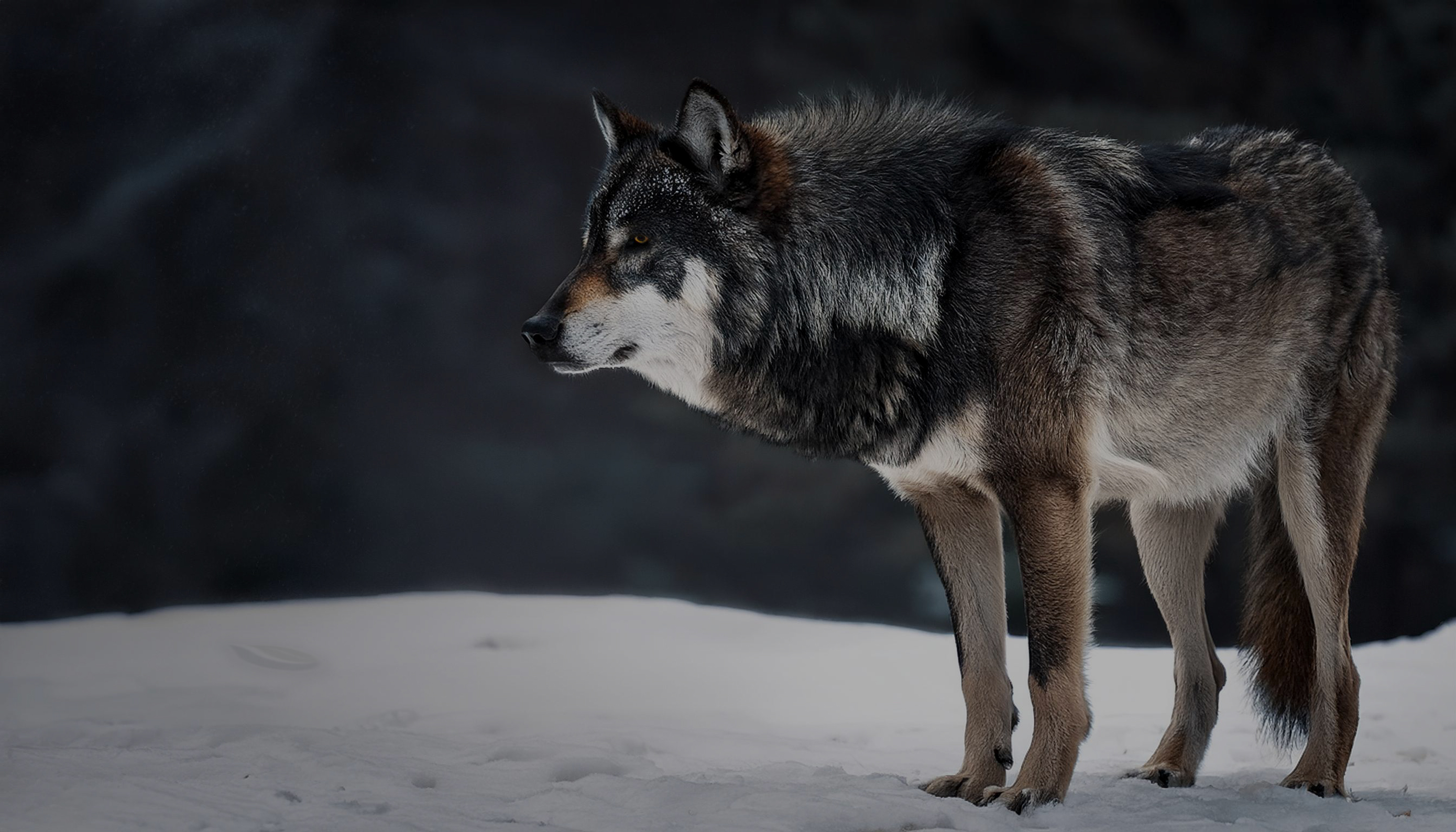 Wolf sluipt door besneeuwde wildernis, geleid door trillingen en instinct.