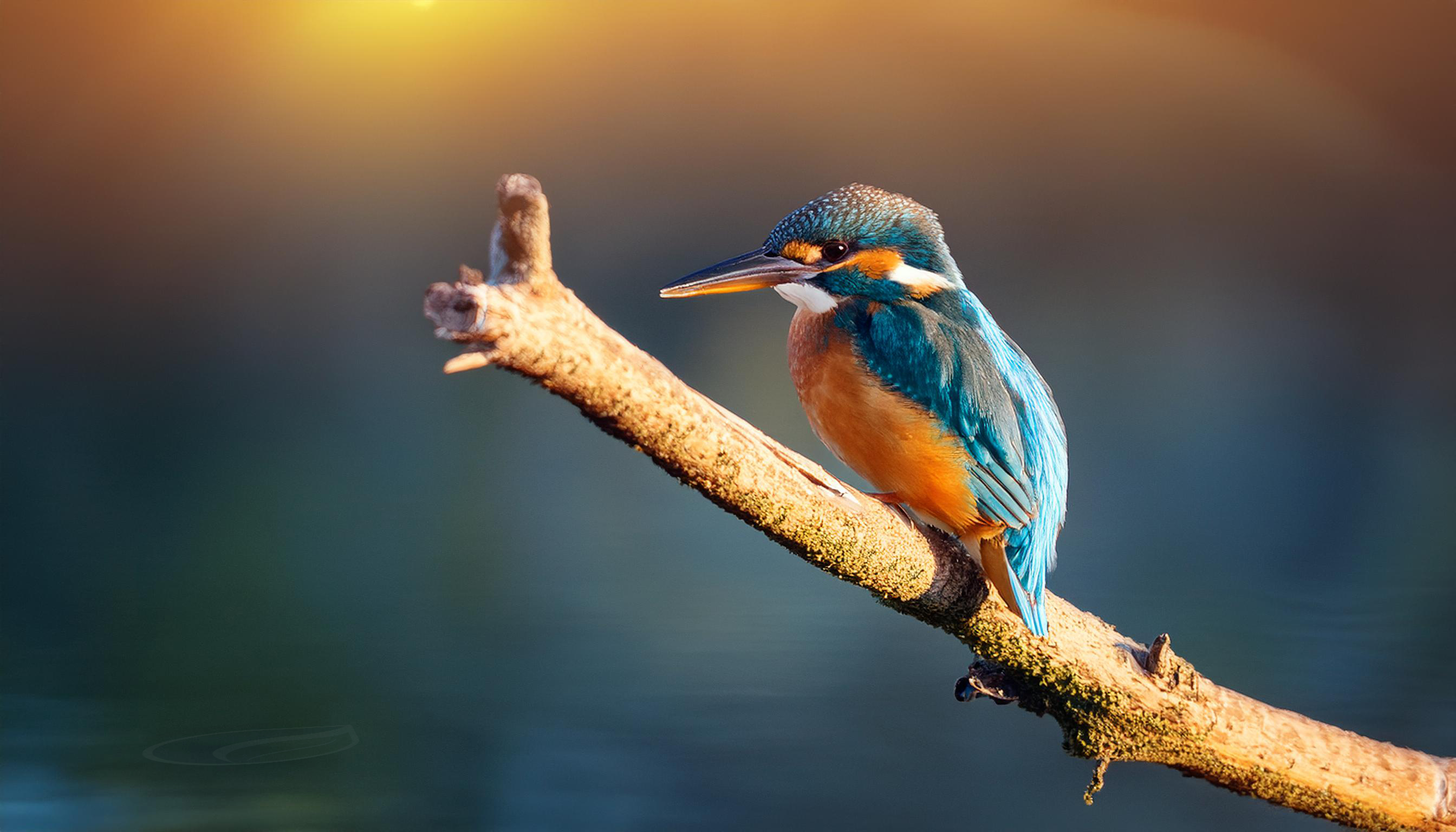 Eowyn de ijsvogel zit op een tak boven een kabbelend beekje, gefocust op de frequenties van het water.